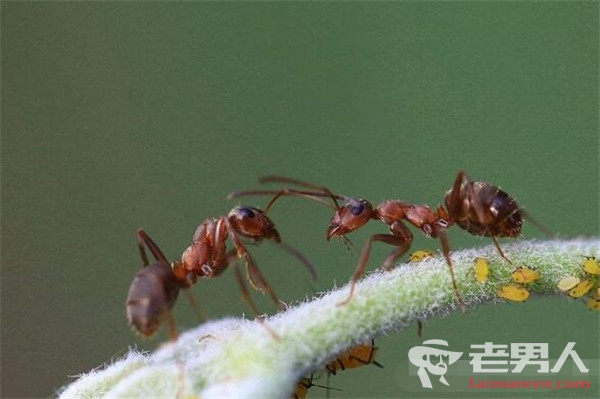 >被蚂蚁咬后送进抢救室 小小蚂蚁杀伤力惊人