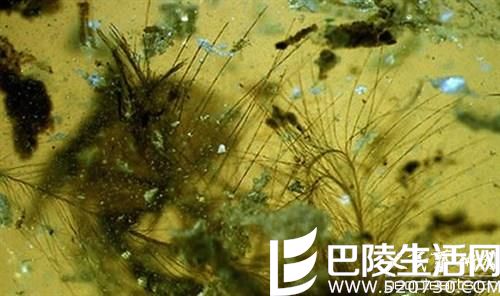 在早期的琥珀中是否存有海洋浮游生物