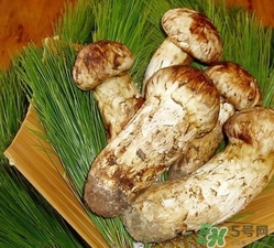>松口蘑的营养价值 松口蘑的功效作用
