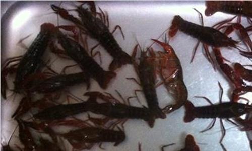 小龙虾营养价值 小龙虾20一斤 澳洲龙虾300一斤 “蓝水晶”龙虾一只天价