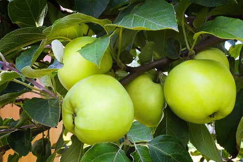 没熟的苹果能吃吗 苹果汁的功效与作用