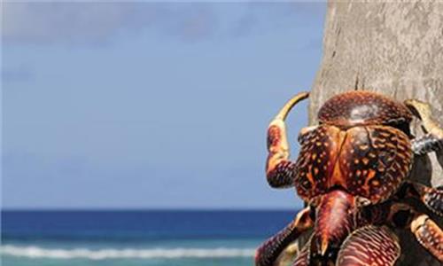 >求生铁人双拍档椰子蟹 椰子蟹中国哪里能买到?椰子蟹多少钱一斤?