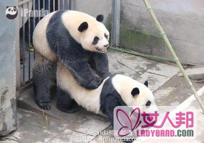 大熊猫采精被直播 场面是这样的真实记录然交配全过程(图)