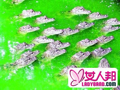 南京养殖基地称千条鳄鱼浮出水面为晒太阳