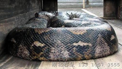 宜昌挖出1米长大蟒蛇 系最巨型蛇类之一(图)