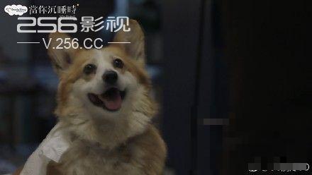 >热播韩剧《当你沉睡时》韩宇卓的狗是什么品种？多少钱一只？