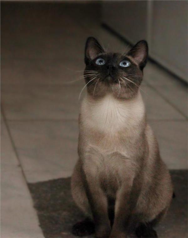 >许钧的自己表达了什么 暹罗猫喜欢用什么方式表达自己的心情