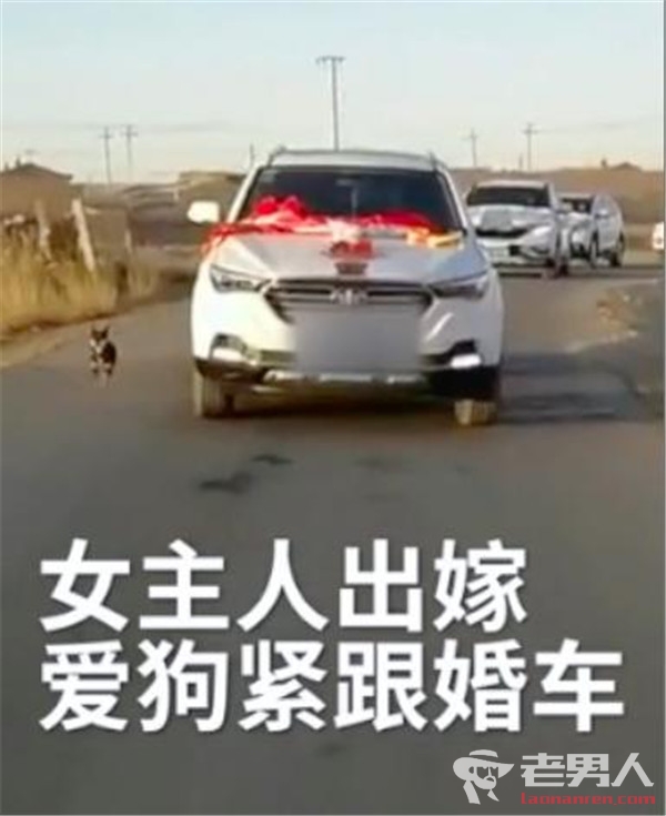 >爱犬追婚车6里路不舍送别 只因女主人出嫁