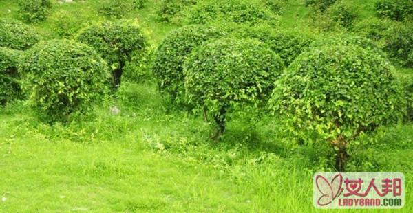 常绿灌木有哪些 常见常绿灌木介绍