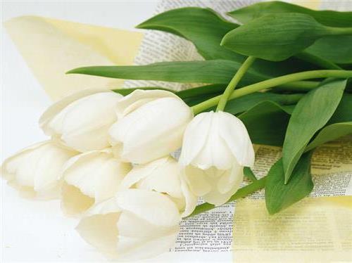 >花语:【郁金香(拉丁学名:tulipa)】花语介绍和花朵支数的含义