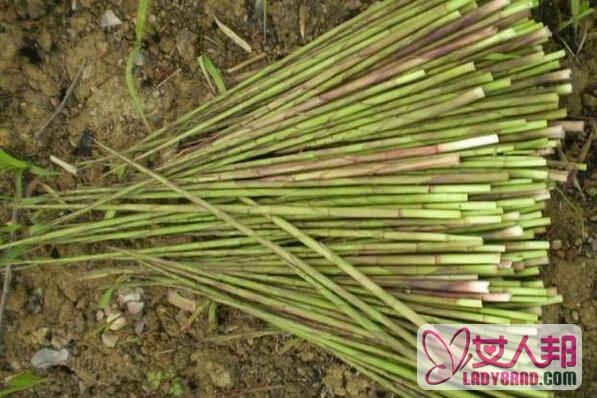 如何种植山竹 种植山竹的方法技巧