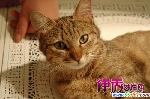 >【中国狸花猫】中国狸花猫价格