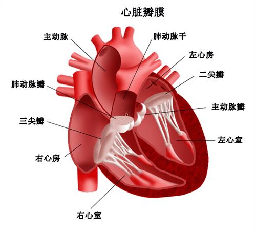 >调理心脏偷停   罗大伦的新浪博客