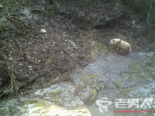 >陕西现棕色大熊猫 这是第9次发现野生棕色大熊猫