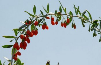 枸杞泡水喝有什么好处