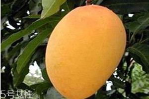金煌芒果怎么算熟 成熟时果皮橙黄色