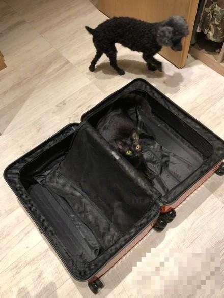 萧敬腾欲将宠物装进行李箱, 网友: 把我也带上吧