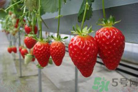 糖尿病可以吃草莓吗？糖尿病吃草莓好吗？
