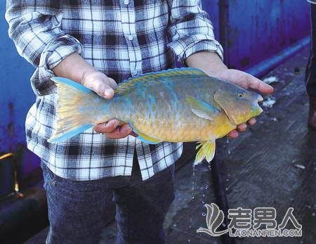渔民捕获蓝纹鱼花纹奇特 鉴定为热带鹦鹉鱼(图)