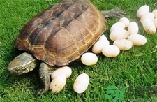 吃乌龟蛋有什么好处?乌龟蛋的营养价值及功效