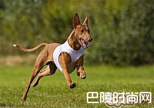 法老王猎犬价格及智商 法老王猎犬好养吗多少钱一只