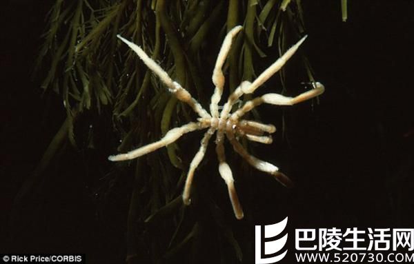 南极现巨型蜘蛛腿长几十厘米 揭其形成原因