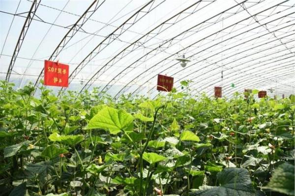 >谈家桢亩产万斤 沂南县温室黄瓜产量创国内最高水平 均亩产达7万斤