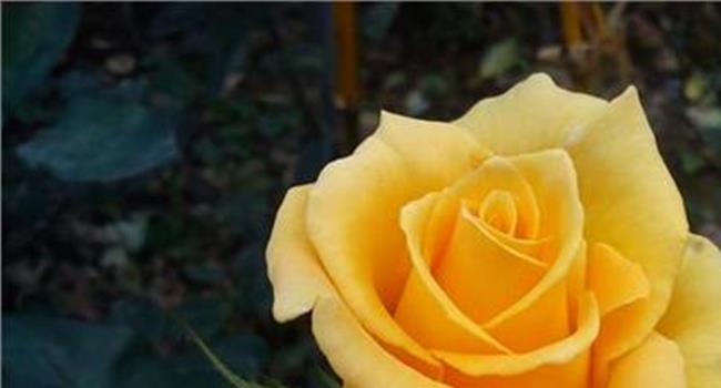 【黄玫瑰的寓意】香槟玫瑰和黄玫瑰的区别