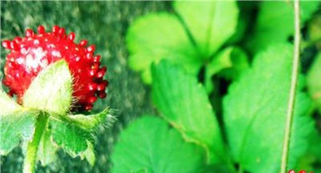 【蛇莓和蛇莓草的区别】蛇莓和覆盆子的区别 和野草莓怎么区分