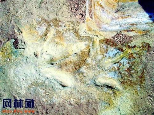 子洲王维国 我国陕西子洲首次发现恐龙足迹化石