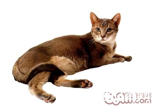 阿比西尼亚猫价格及智商 阿比西尼亚猫好养吗多少钱一只