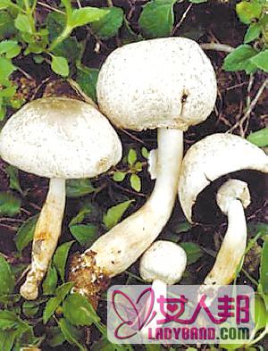 >蘑菇的营养价值和蘑菇食用效果