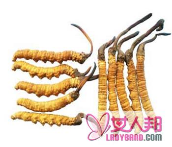 >【冬虫夏草的功效与作用】冬虫夏草的食用方法_冬虫夏草的价格