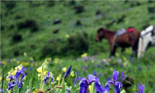 九顶山露营 花海云海之九顶山七月露营记