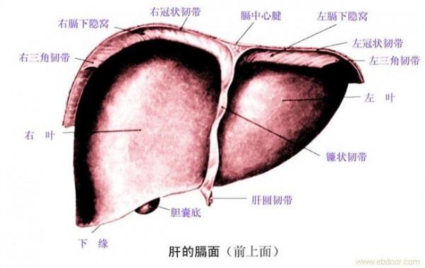 >肝炎蜘蛛痣骆抗先 出现蜘蛛痣不一定是肝炎