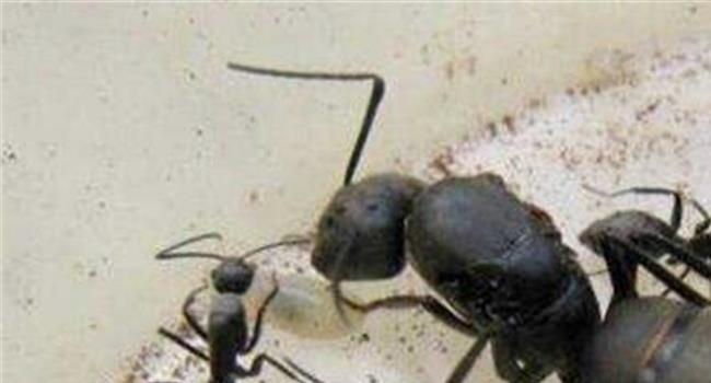 【蚁后死了蚁群会报仇吗】蚁后假如死了蚁群会怎样?蚁后是怎么选出来的?