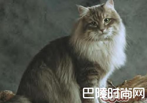>西伯利亚森林猫价格及智商 西伯利亚森林猫好养吗多少钱一只
