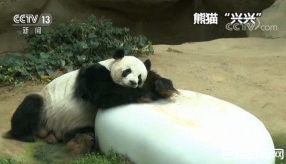 养大熊猫4.5年开销太大 马来西亚打算退还大熊猫夫妻兴兴与靓靓