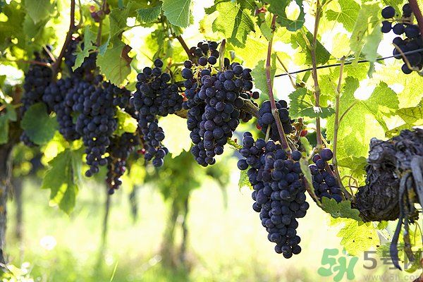 咽炎能吃葡萄吗？咽炎吃葡萄好不好？