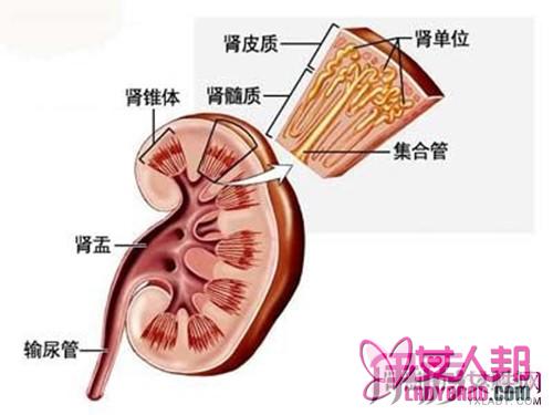 >肾脏不好的症状有哪些 5大征兆需警示