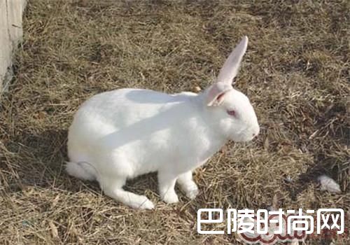 日本大耳兔价格及智商 日本大耳兔好养吗多少钱一只