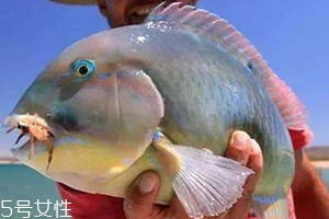 青衣鱼多少钱一斤 青衣鱼和苏眉鱼如何区分