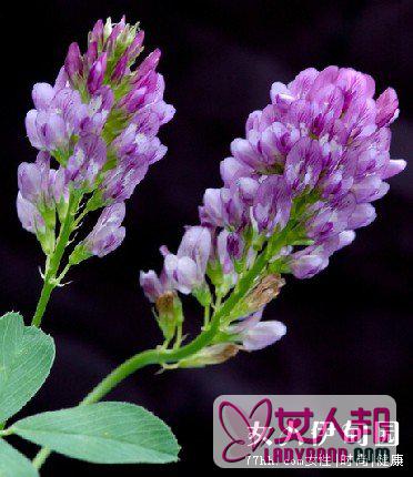 紫花苜蓿种植田间管理