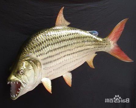 >【食人鱼 印度】常年吃人尸变成巨型食人鱼印度惊现变异鲶鱼