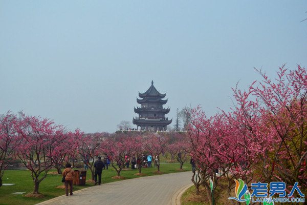 2016上海春季八大赏花地推荐 相遇在最美的花季