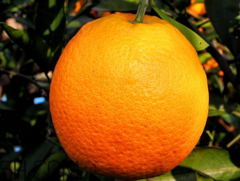 脐橙可以放冰箱吗 脐橙怎么保存
