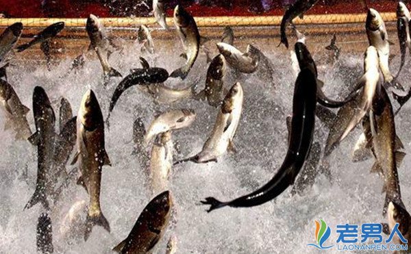 杭州千岛湖现180斤巨大青鱼 扒世界巨型鱼类
