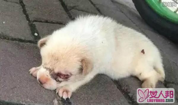 新生小狗被挖双眼 眼珠子被活生生抠掉十分血腥