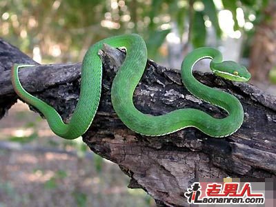 中国境内的十大著名毒蛇【图】