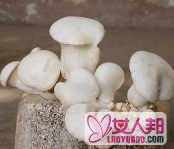 【鲍汁白灵菇】鲍汁白灵菇的做法_鲍汁白灵菇怎么做好吃_鲍汁白灵菇的营养